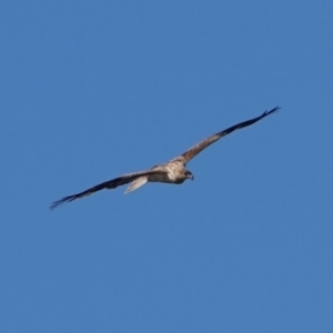 Haliastur sphenurus at Hawks Nest, NSW - 3 Aug 2024