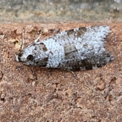 Lepidoscia adelopis, annosella and similar species (A Case moth) at Lyneham, ACT - 8 Aug 2024 by trevorpreston