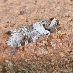 Lepidoscia adelopis, annosella and similar species at Lyneham, ACT - 8 Aug 2024