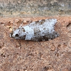 Lepidoscia adelopis, annosella and similar species at Lyneham, ACT - 8 Aug 2024