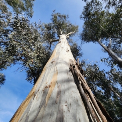 Eucalyptus maidenii (Maiden's Gum, Blue Gum) at Acton, ACT - 8 Aug 2024 by Steve818