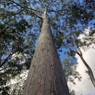 Corymbia sp. at Carnarvon Park, QLD - 8 Aug 2024 by AliClaw