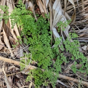 Adiantum atroviride at Rewan, QLD - 8 Aug 2024 01:10 PM