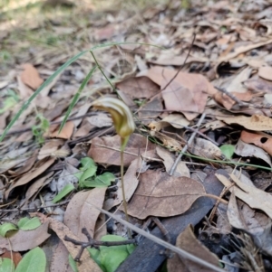 Pterostylis ophioglossa at Rewan, QLD - 8 Aug 2024