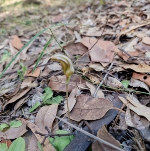 Pterostylis ophioglossa at Rewan, QLD - suppressed