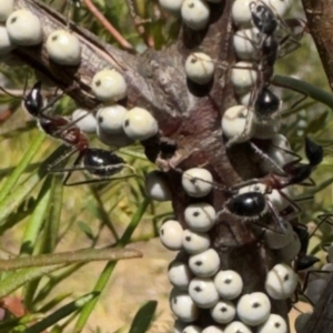 Cryptes baccatus at Bundanoon, NSW - 31 Jul 2024