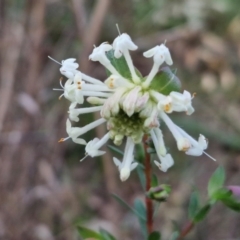 Pimelea linifolia subsp. linifolia (Queen of the Bush, Slender Rice-flower) at Goulburn, NSW - 8 Aug 2024 by trevorpreston