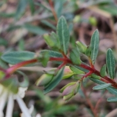 Pimelea linifolia subsp. linifolia at Goulburn, NSW - 8 Aug 2024