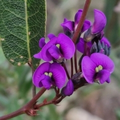 Hardenbergia violacea (False Sarsaparilla) at Goulburn, NSW - 8 Aug 2024 by trevorpreston