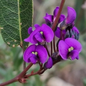 Hardenbergia violacea at Goulburn, NSW - 8 Aug 2024