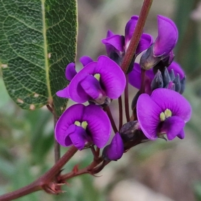 Hardenbergia violacea (False Sarsaparilla) at Goulburn, NSW - 8 Aug 2024 by trevorpreston