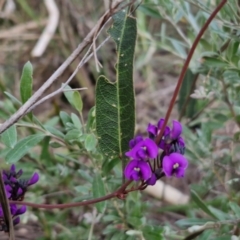 Hardenbergia violacea at Goulburn, NSW - 8 Aug 2024