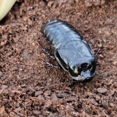 Panesthia australis (Common wood cockroach) at Goulburn, NSW - 8 Aug 2024 by trevorpreston