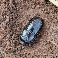 Panesthia australis at Goulburn, NSW - 8 Aug 2024 04:48 PM