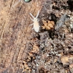 Collembola (class) (Springtail) at Goulburn, NSW - 8 Aug 2024 by trevorpreston