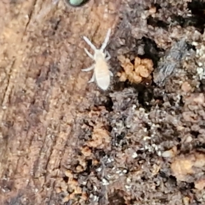 Collembola (class) (Springtail) at Goulburn, NSW - 8 Aug 2024 by trevorpreston