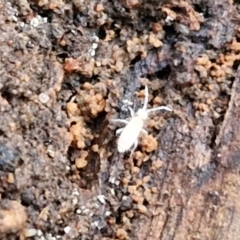 Collembola sp. (class) at Goulburn, NSW - 8 Aug 2024