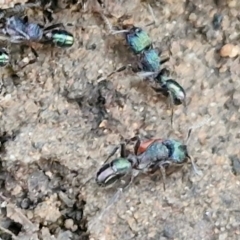 Rhytidoponera metallica (Greenhead ant) at Goulburn, NSW - 8 Aug 2024 by trevorpreston