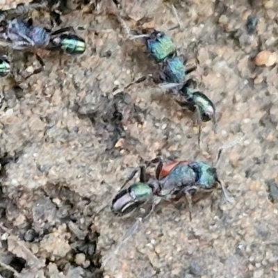 Rhytidoponera metallica (Greenhead ant) at Goulburn, NSW - 8 Aug 2024 by trevorpreston