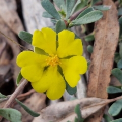 Hibbertia obtusifolia (Grey Guinea-flower) at Goulburn, NSW - 8 Aug 2024 by trevorpreston