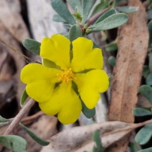 Hibbertia obtusifolia at Goulburn, NSW - 8 Aug 2024