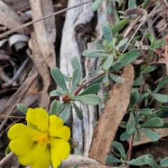 Hibbertia obtusifolia at Goulburn, NSW - 8 Aug 2024