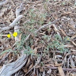 Hibbertia obtusifolia at Goulburn, NSW - 8 Aug 2024 04:46 PM