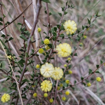 Acacia gunnii (Ploughshare Wattle) at Goulburn, NSW - 8 Aug 2024 by trevorpreston