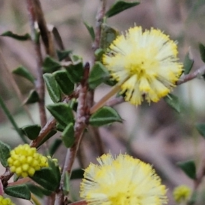 Acacia gunnii at Goulburn, NSW - 8 Aug 2024