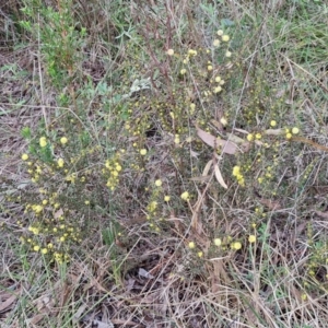 Acacia gunnii at Goulburn, NSW - 8 Aug 2024