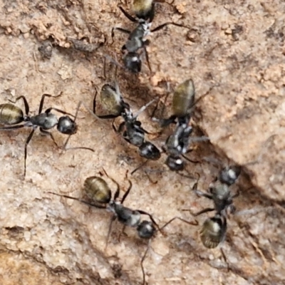 Camponotus aeneopilosus (A Golden-tailed sugar ant) at Goulburn, NSW - 8 Aug 2024 by trevorpreston