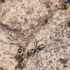 Camponotus aeneopilosus at Goulburn, NSW - 8 Aug 2024 04:41 PM