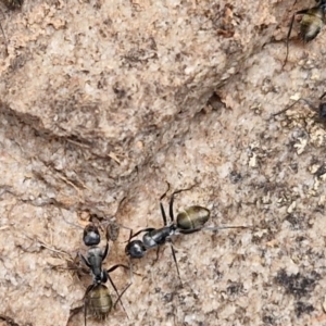 Camponotus aeneopilosus at Goulburn, NSW - 8 Aug 2024