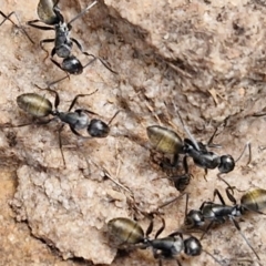 Camponotus aeneopilosus at Goulburn, NSW - 8 Aug 2024 04:41 PM