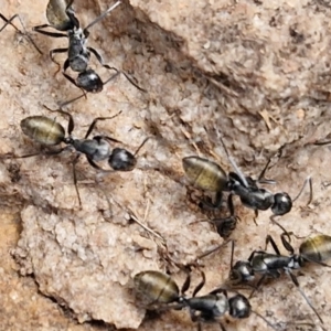 Camponotus aeneopilosus at Goulburn, NSW - 8 Aug 2024