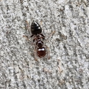 Crematogaster sp. (genus) at Goulburn, NSW - 8 Aug 2024