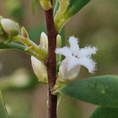 Styphelia mutica (Blunt Beard-heath) at Goulburn, NSW - 8 Aug 2024 by trevorpreston