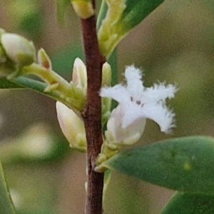 Styphelia mutica at Goulburn, NSW - 8 Aug 2024