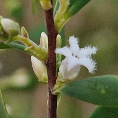 Leucopogon muticus (Blunt Beard-heath) at Goulburn, NSW - 8 Aug 2024 by trevorpreston