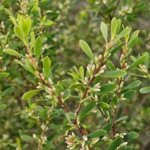 Styphelia mutica at Goulburn, NSW - 8 Aug 2024