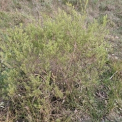 Styphelia mutica at Goulburn, NSW - 8 Aug 2024