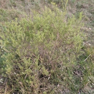 Styphelia mutica at Goulburn, NSW - 8 Aug 2024