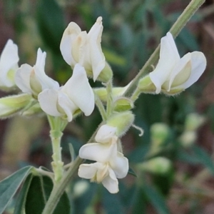 Chamaecytisus palmensis at Goulburn, NSW - 8 Aug 2024 04:35 PM