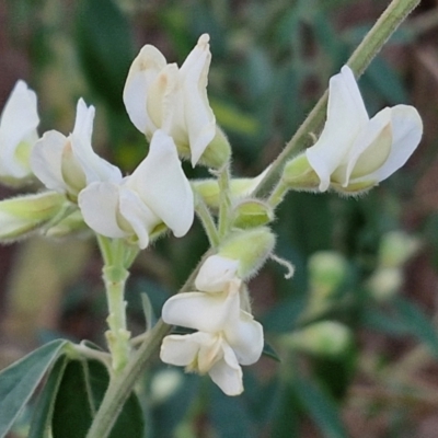 Chamaecytisus palmensis (Tagasaste, Tree Lucerne) at Goulburn, NSW - 8 Aug 2024 by trevorpreston