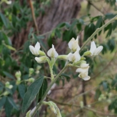 Chamaecytisus palmensis at Goulburn, NSW - 8 Aug 2024 04:35 PM