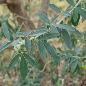 Chamaecytisus palmensis at Goulburn, NSW - 8 Aug 2024 04:35 PM