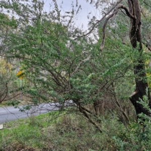 Chamaecytisus palmensis at Goulburn, NSW - 8 Aug 2024 04:35 PM