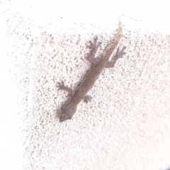 Unidentified Monitor or Gecko at Mascot, NSW - 8 Aug 2024 by YumiCallaway