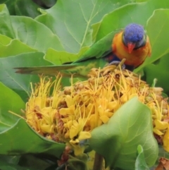 Trichoglossus moluccanus (Rainbow Lorikeet) at Cairns City, QLD - 8 Aug 2024 by lbradley