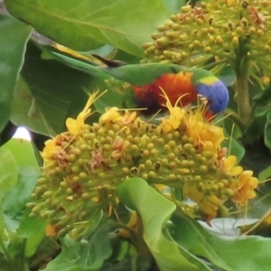 Trichoglossus moluccanus at Cairns City, QLD - 8 Aug 2024